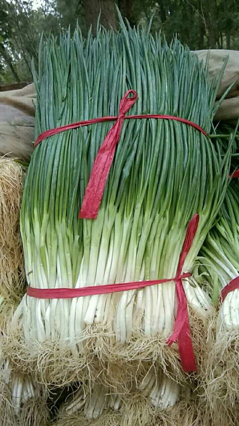 小葱