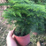 小文竹室内观赏植物基地直销