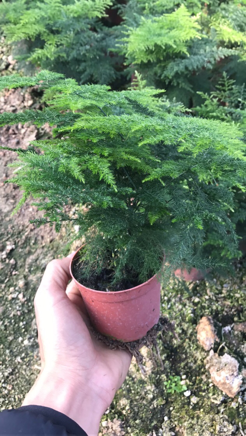 小文竹室内观赏植物基地直销