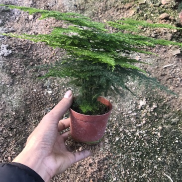 小文竹室内观赏植物基地直销