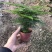 小文竹室内观赏植物基地直销