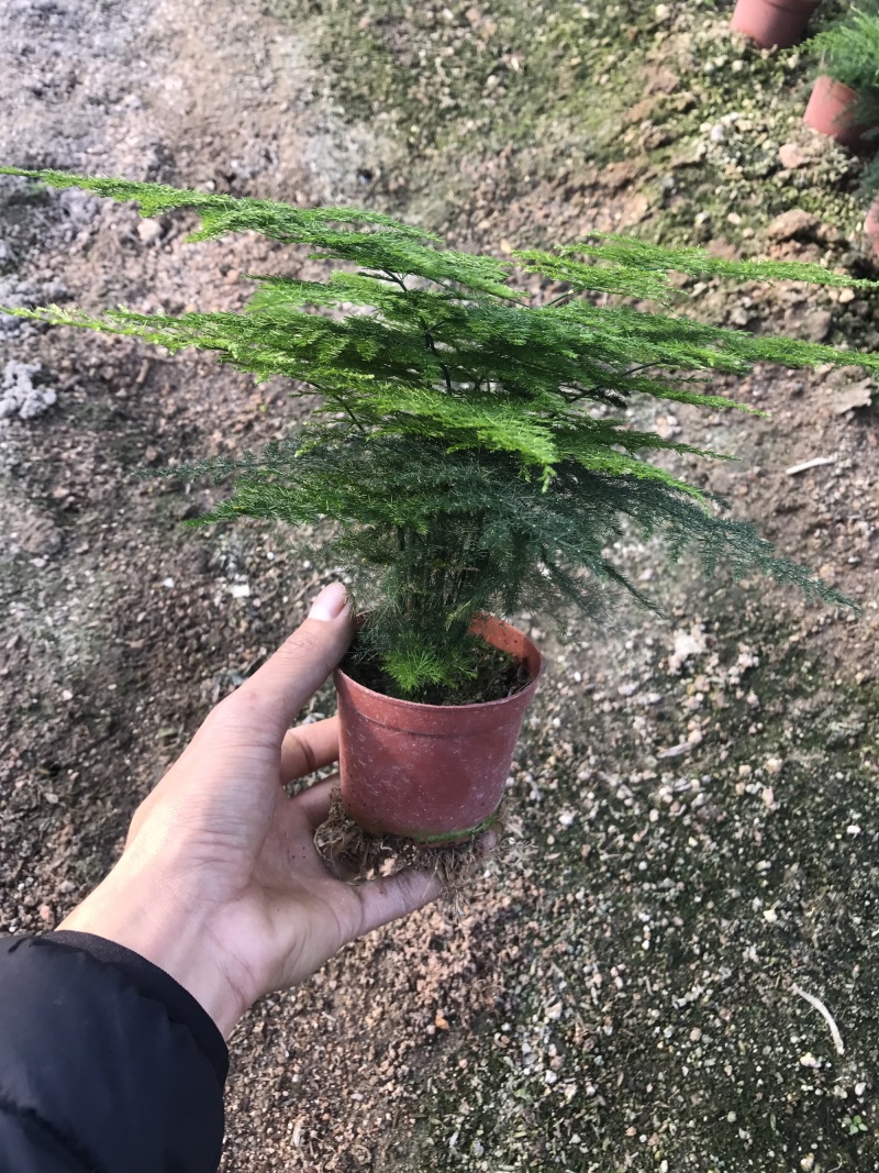 小文竹室内观赏植物基地直销