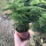小文竹室内观赏植物基地直销