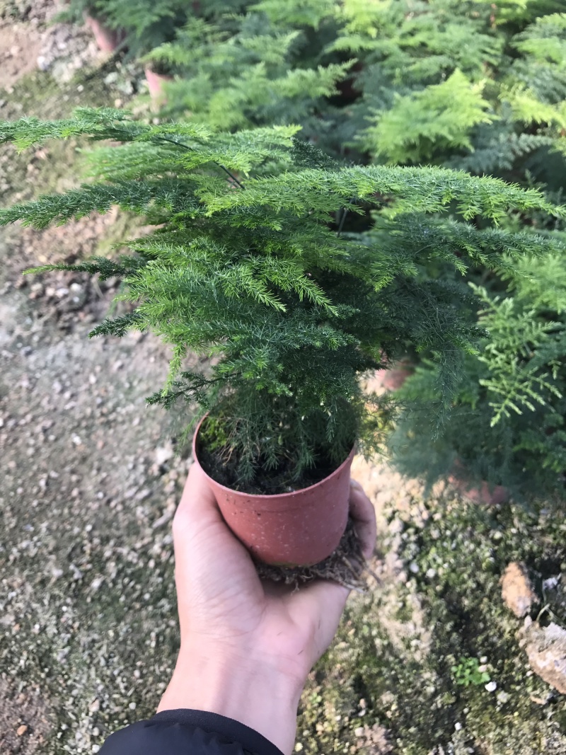 小文竹室内观赏植物基地直销