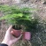 小文竹室内观赏植物基地直销