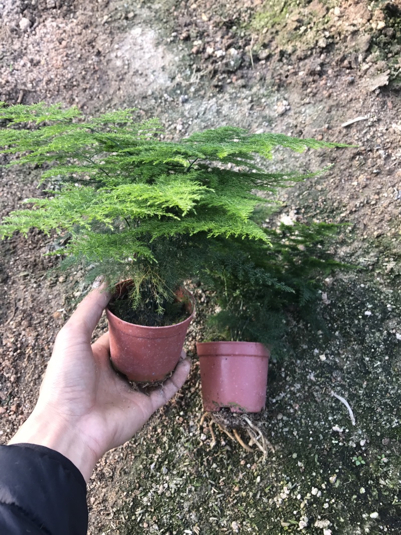 小文竹室内观赏植物基地直销