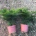 小文竹室内观赏植物基地直销
