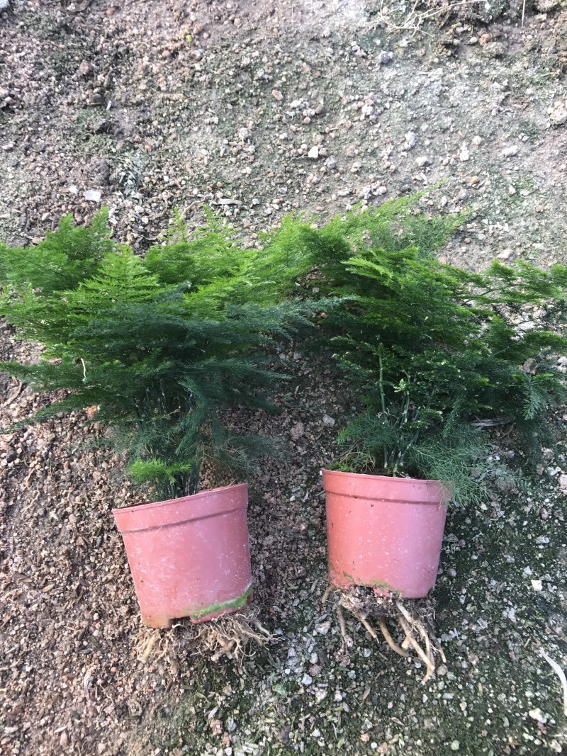 小文竹室内观赏植物基地直销