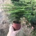 小文竹室内观赏植物基地直销