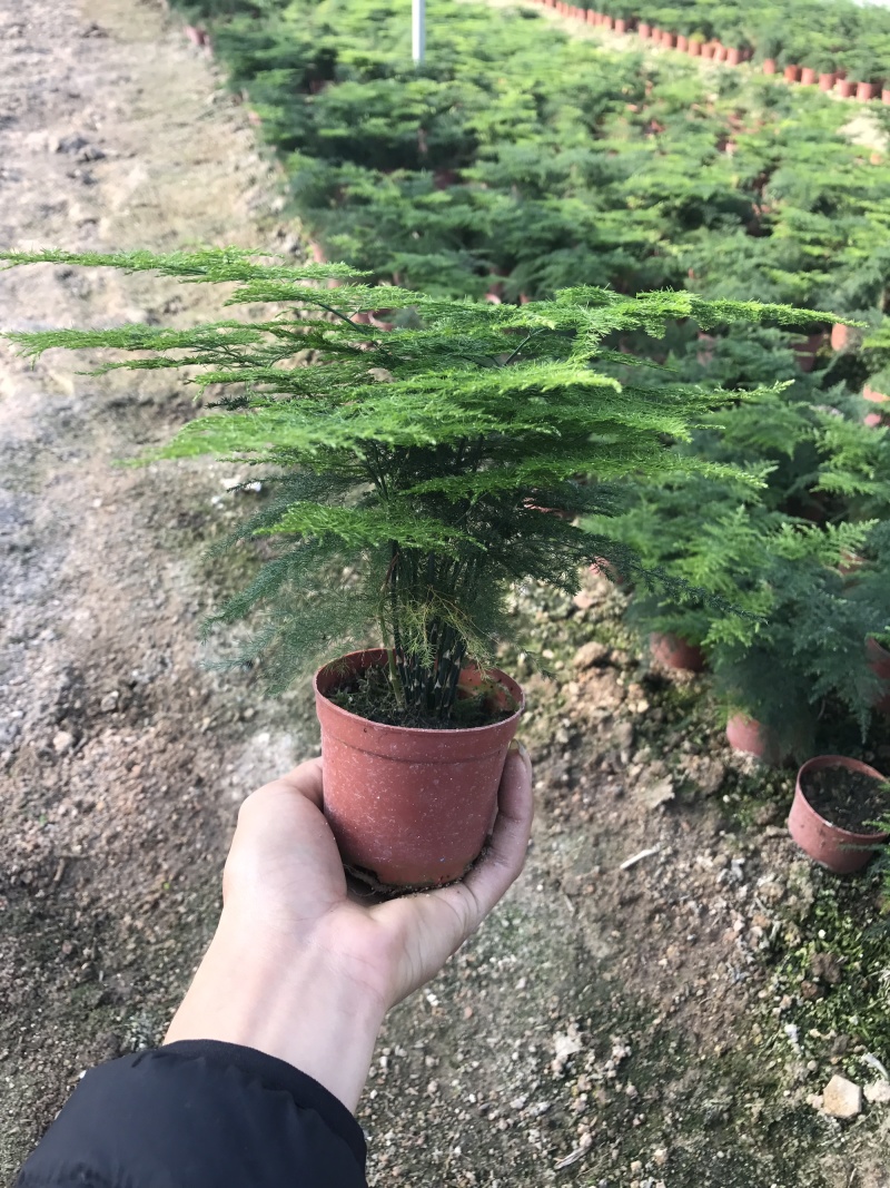 小文竹室内观赏植物基地直销