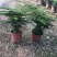 小文竹室内观赏植物基地直销