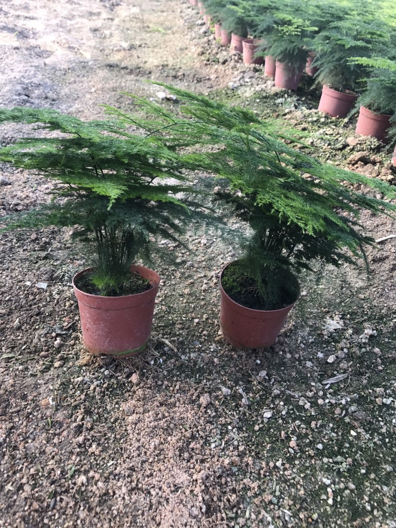 小文竹室内观赏植物基地直销