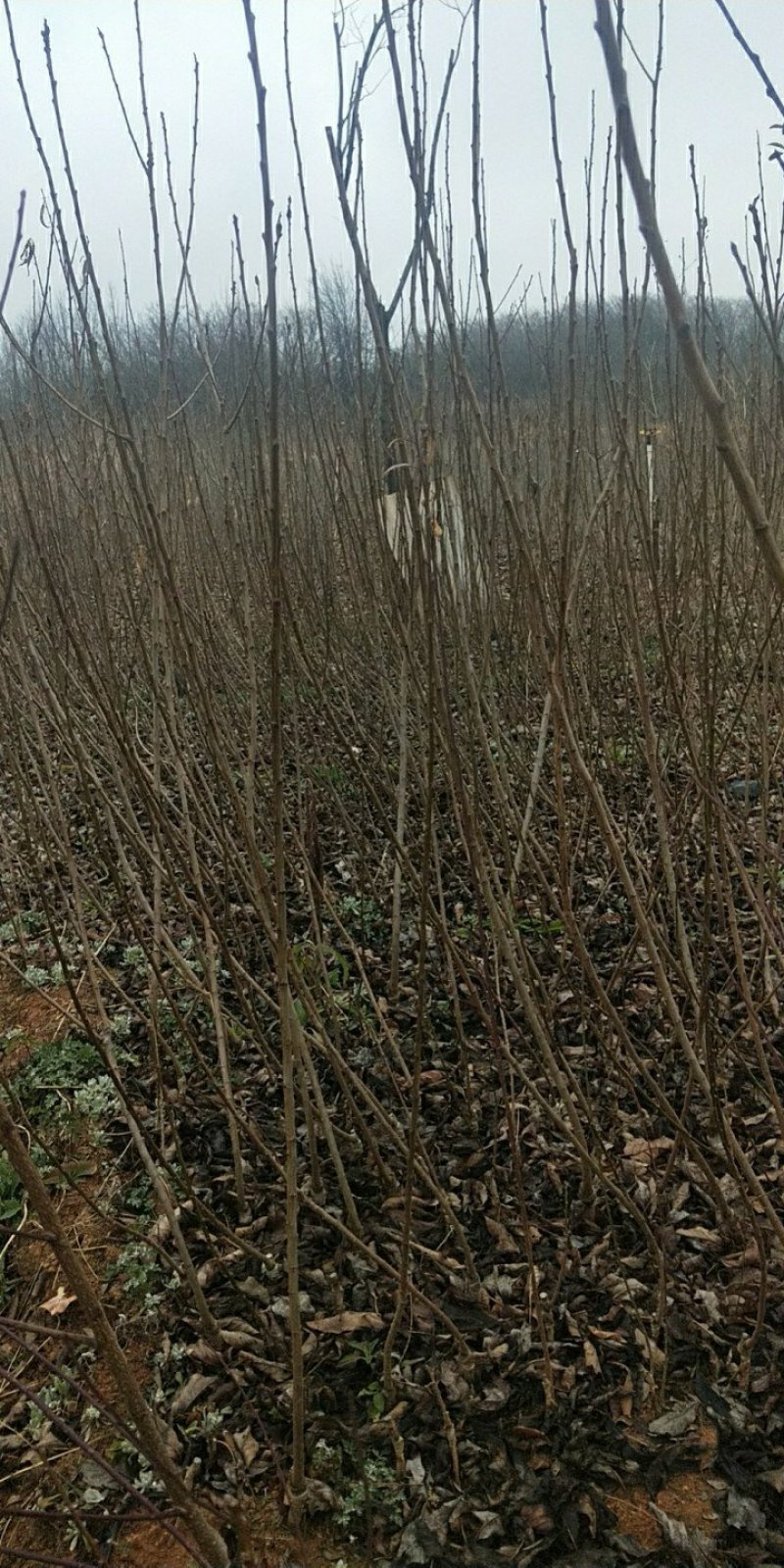 大红袍花椒苗袋苗，40公分以上