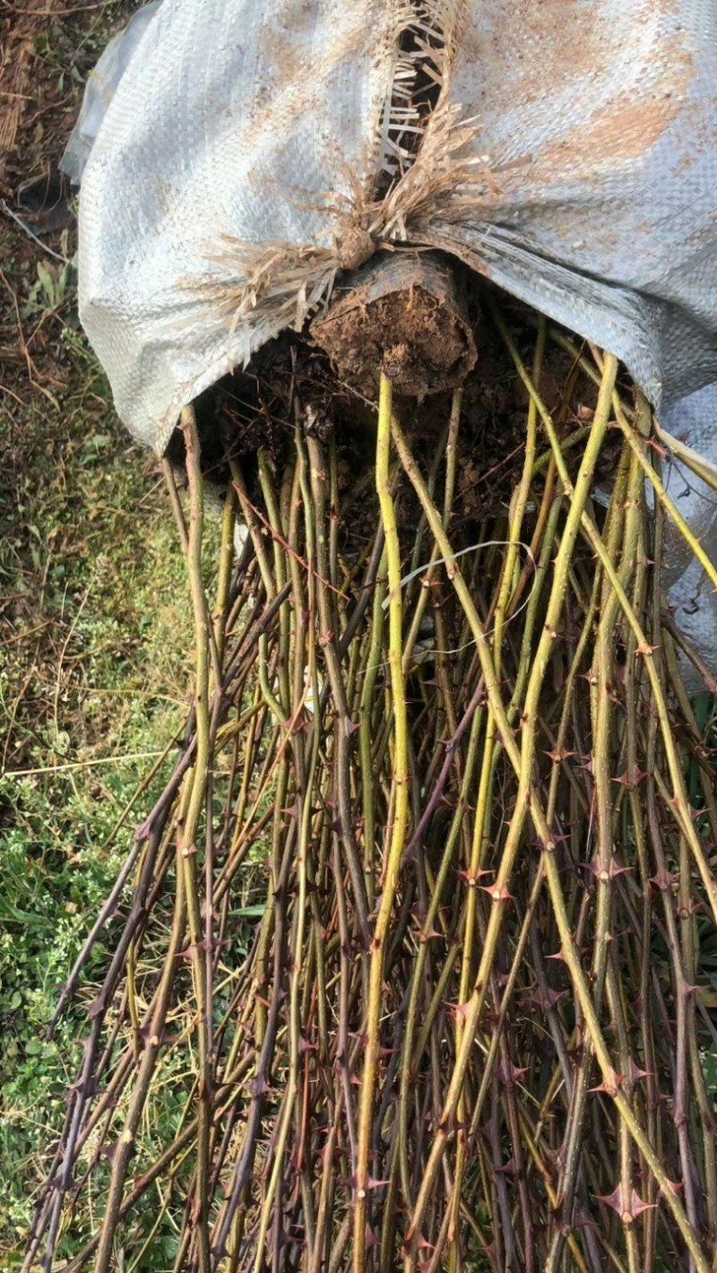 大红袍花椒苗袋苗，40公分以上