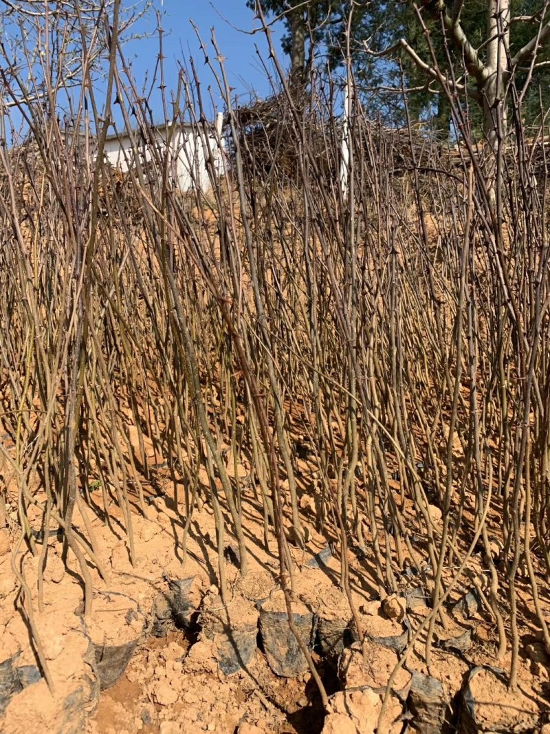 大红袍花椒苗袋苗，40公分以上