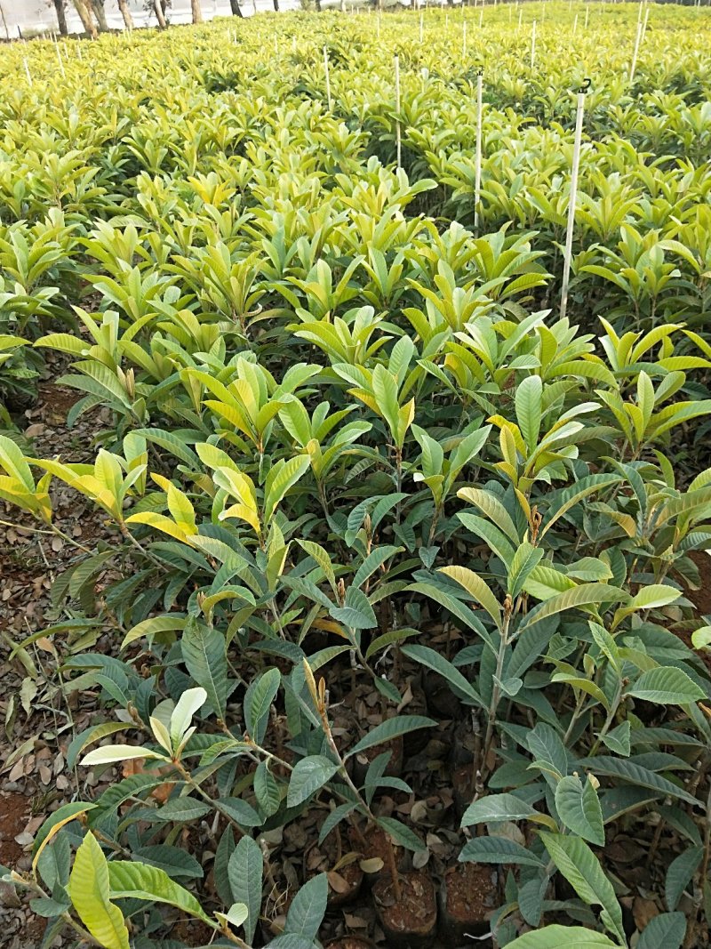 大五星枇杷苗，袋苗，50公分