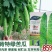绿苦瓜种子果长40左右果肉厚硬度强耐储运100粒