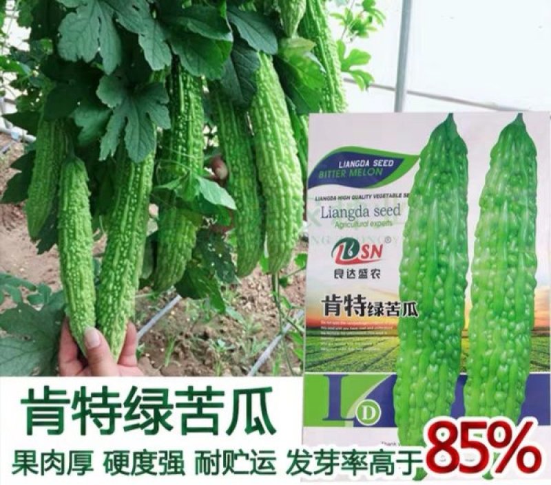 绿苦瓜种子果长40左右果肉厚硬度强耐储运100粒