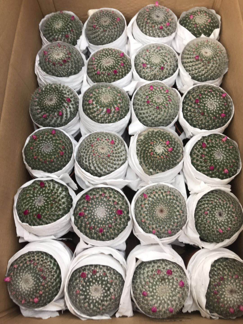 玉翁仙人球大小规格基地直销