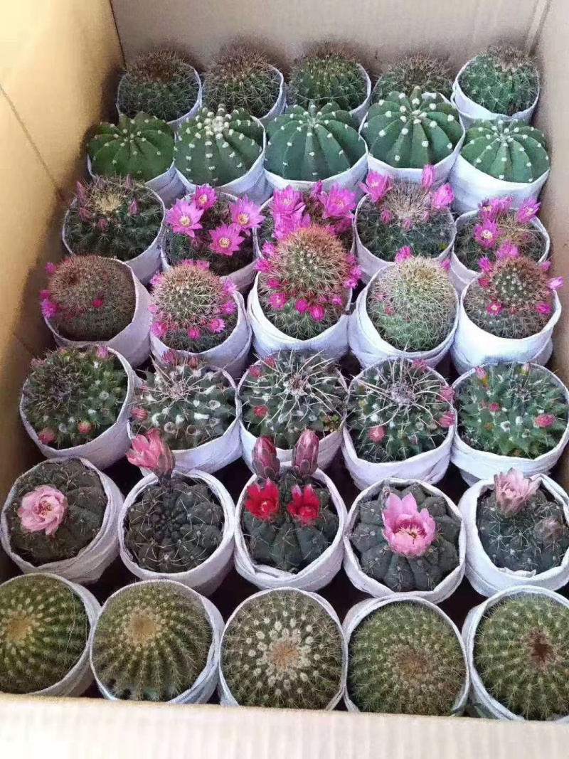 玉翁仙人球大小规格基地直销