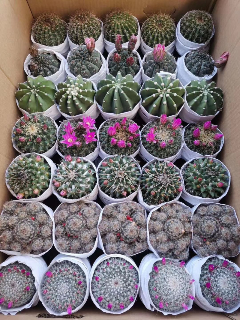 玉翁仙人球大小规格基地直销