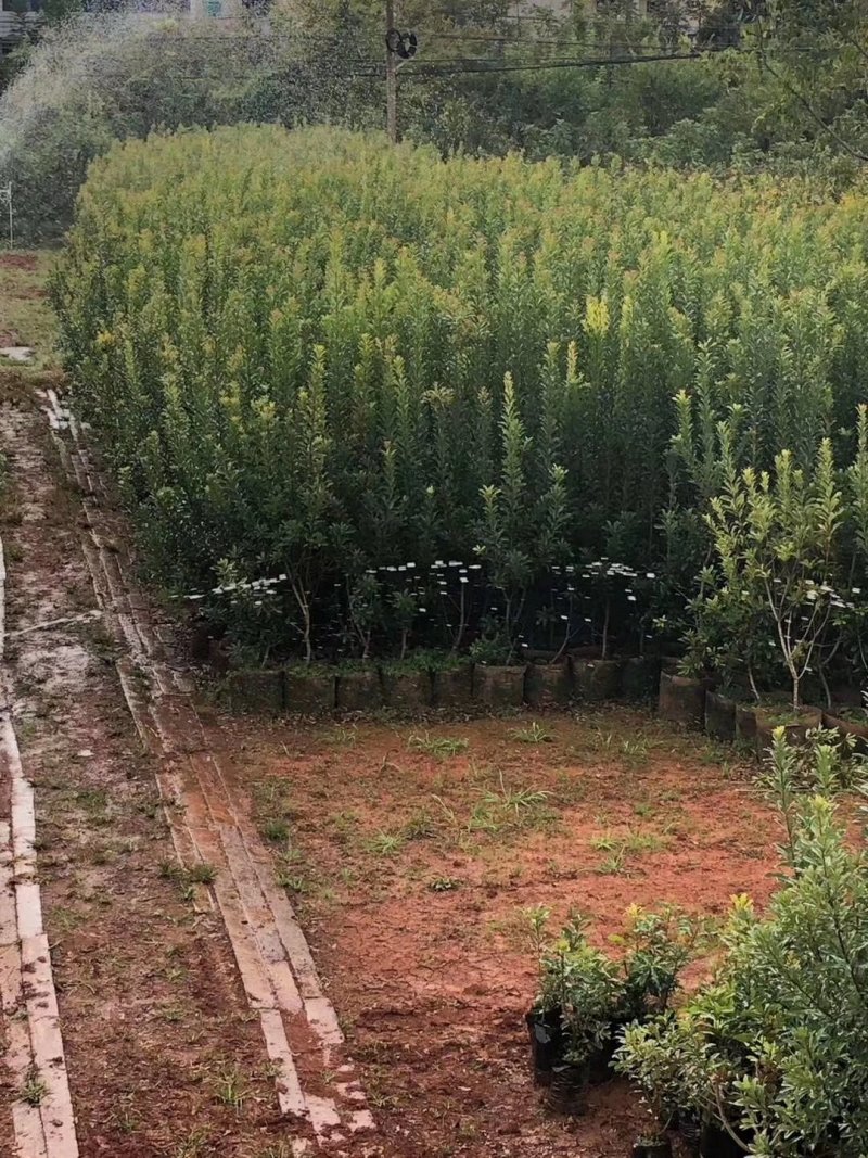杨梅苗，荸荠杨梅，东魁杨梅苗