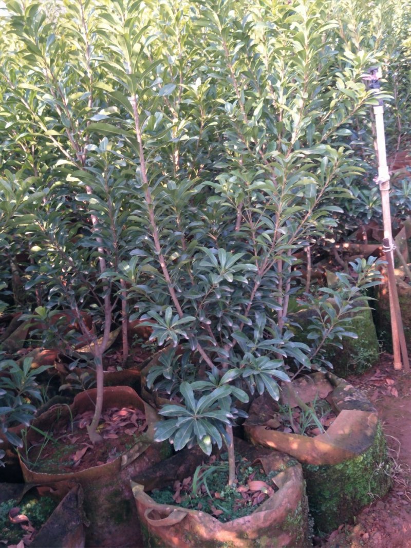 杨梅苗，荸荠杨梅，东魁杨梅苗