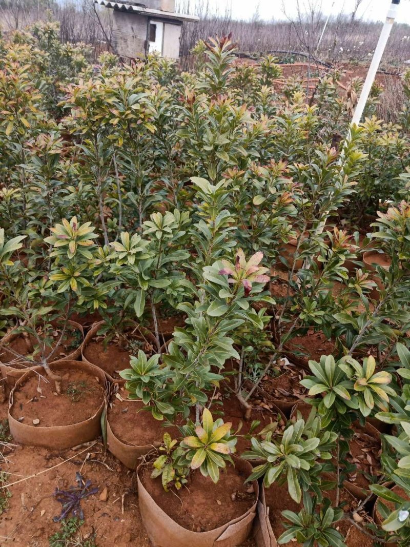 杨梅苗，荸荠杨梅，东魁杨梅苗