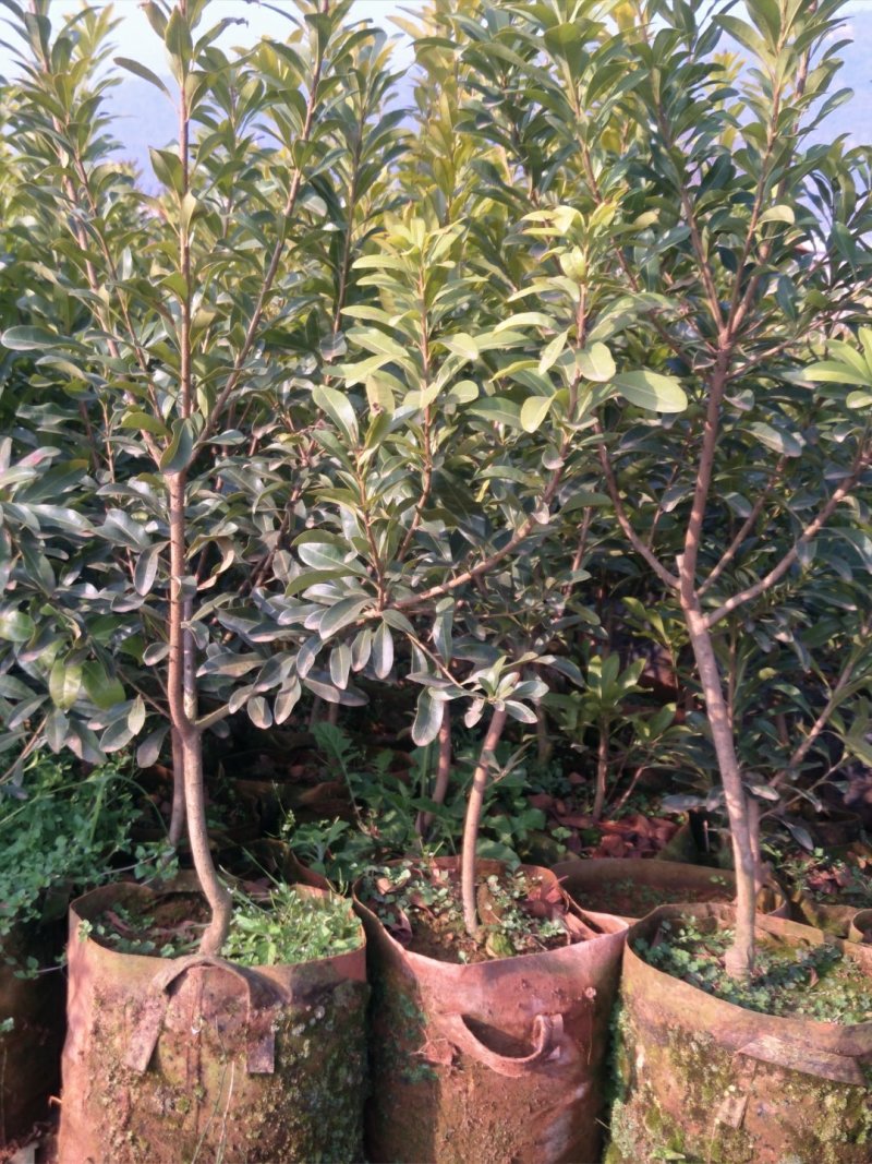 杨梅苗，荸荠杨梅，东魁杨梅苗