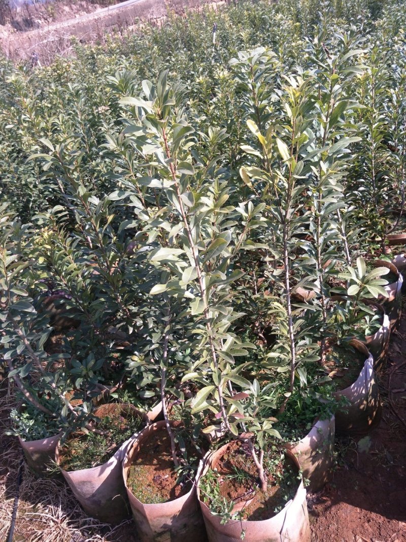 杨梅苗，荸荠杨梅，东魁杨梅苗