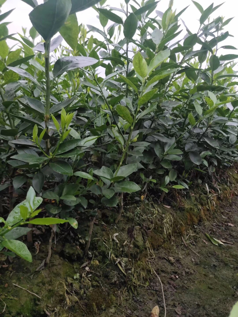 【柠檬苗】四季香水柠檬苗台湾无籽青柠檬苗