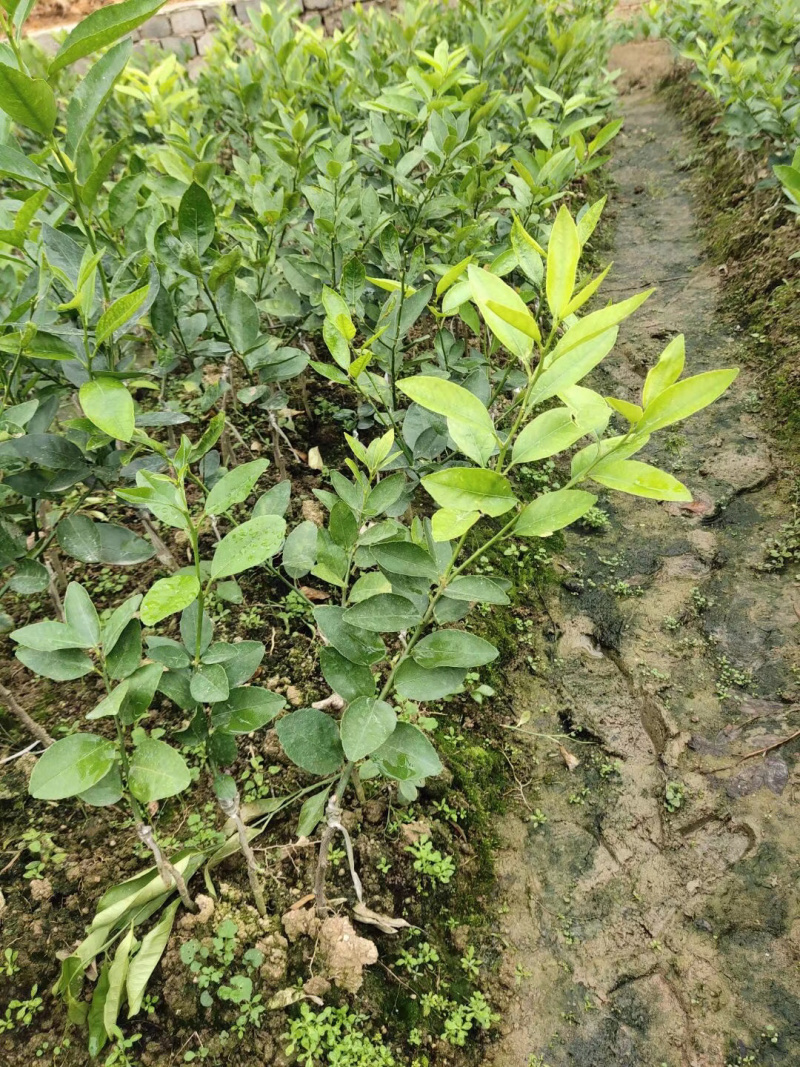 【柠檬苗】四季香水柠檬苗台湾无籽青柠檬苗
