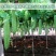 绿苦瓜种子果长40左右果肉厚硬度强耐储运100粒
