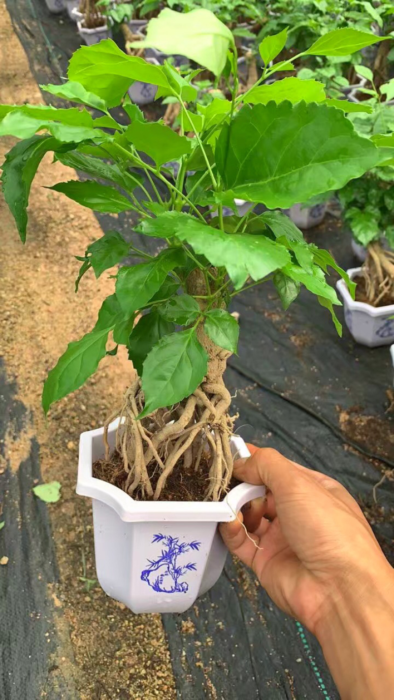 幸福树提根大小规格带盆发货基地直销