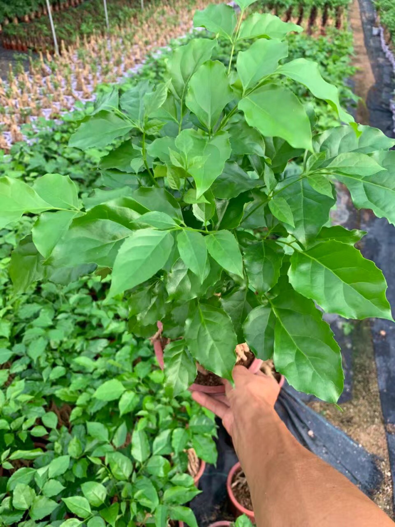 幸福树提根大小规格带盆发货基地直销