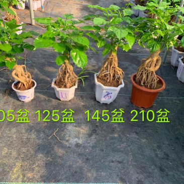 幸福树提根大小规格带盆发货基地直销