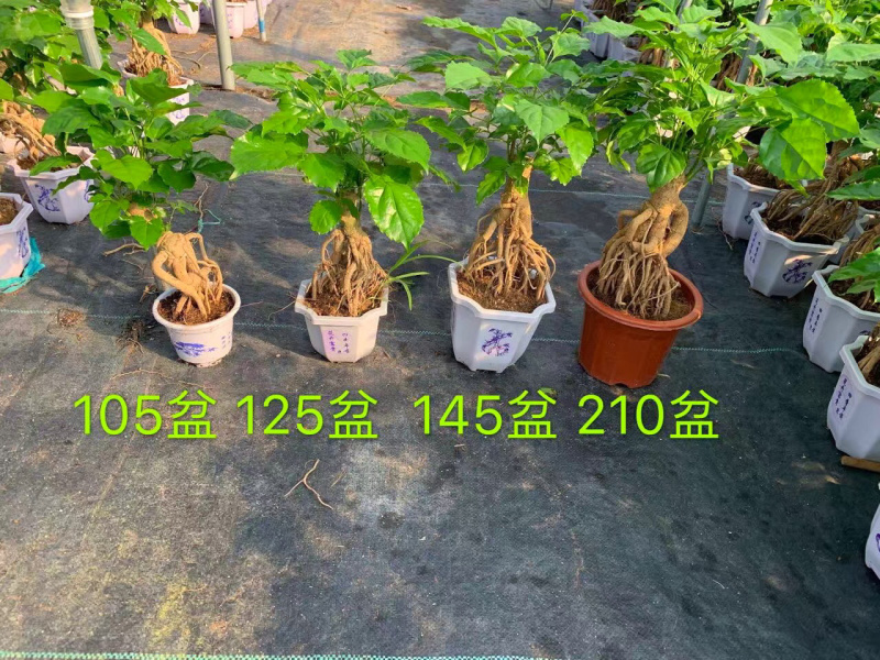幸福树提根大小规格带盆发货基地直销