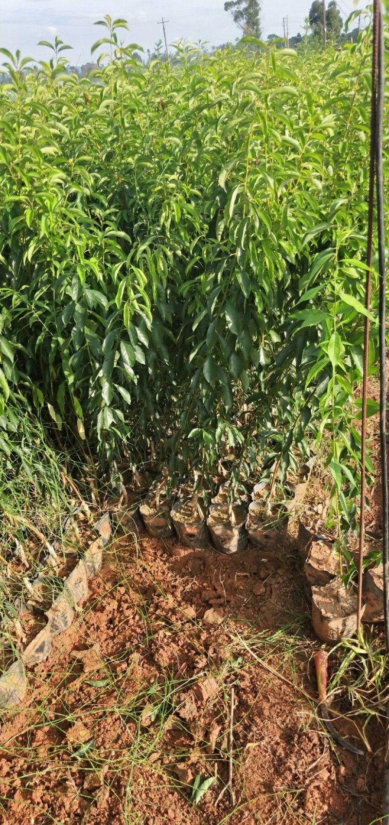 精选鹰嘴桃果树苗嫁接桃树苗三月桃脆桃大苗桃花盆栽地栽南方种植