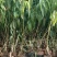精选鹰嘴桃果树苗嫁接桃树苗三月桃脆桃大苗桃花盆栽地栽南方种植