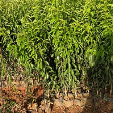 精选鹰嘴桃果树苗嫁接桃树苗三月桃脆桃大苗桃花盆栽地栽南方种植