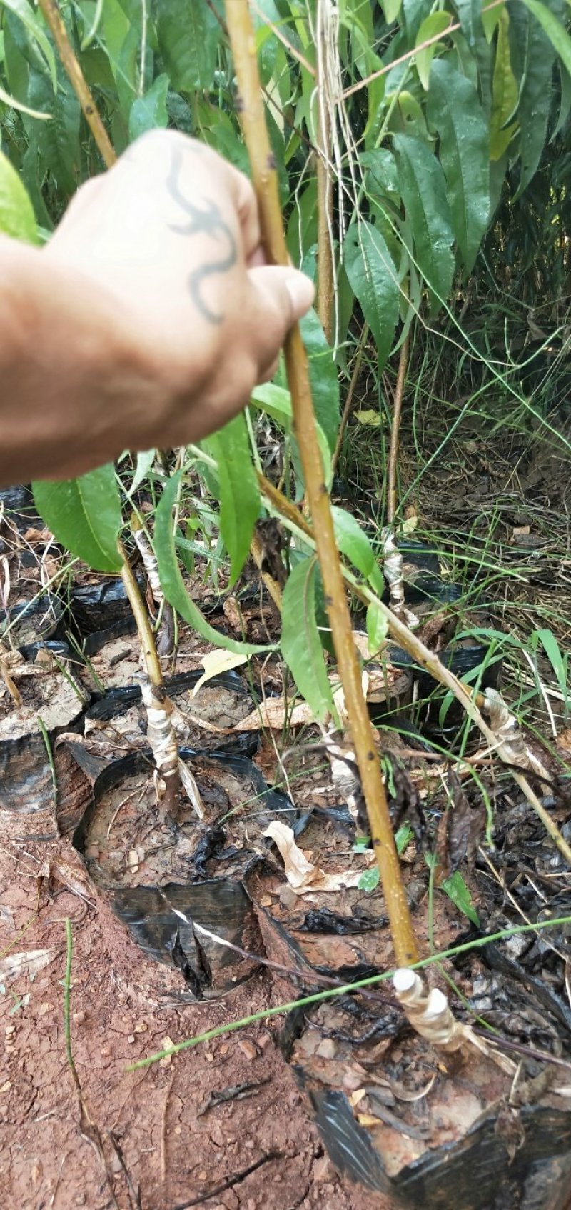 精选鹰嘴桃果树苗嫁接桃树苗三月桃脆桃大苗桃花盆栽地栽南方种植