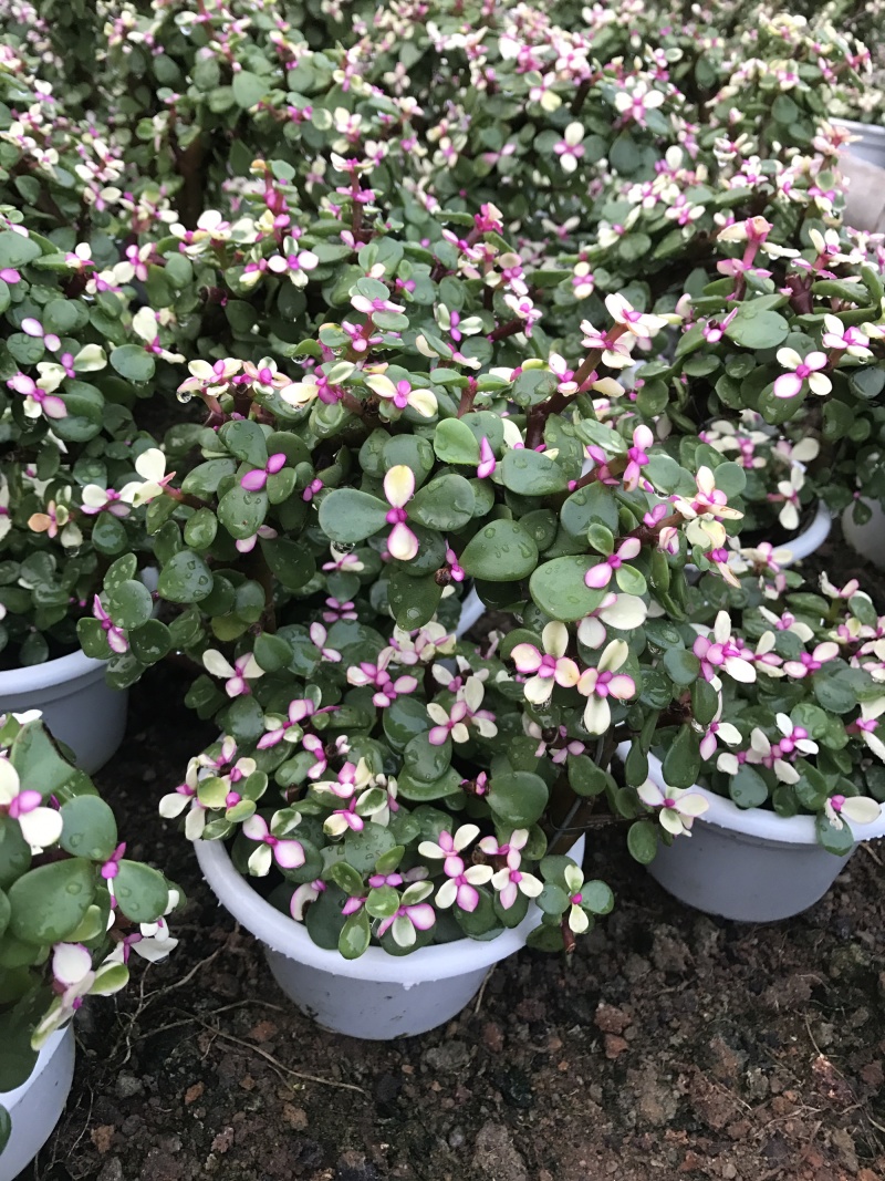 金枝玉叶花篮基地直销