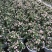 金枝玉叶花篮基地直销