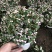 金枝玉叶花篮基地直销
