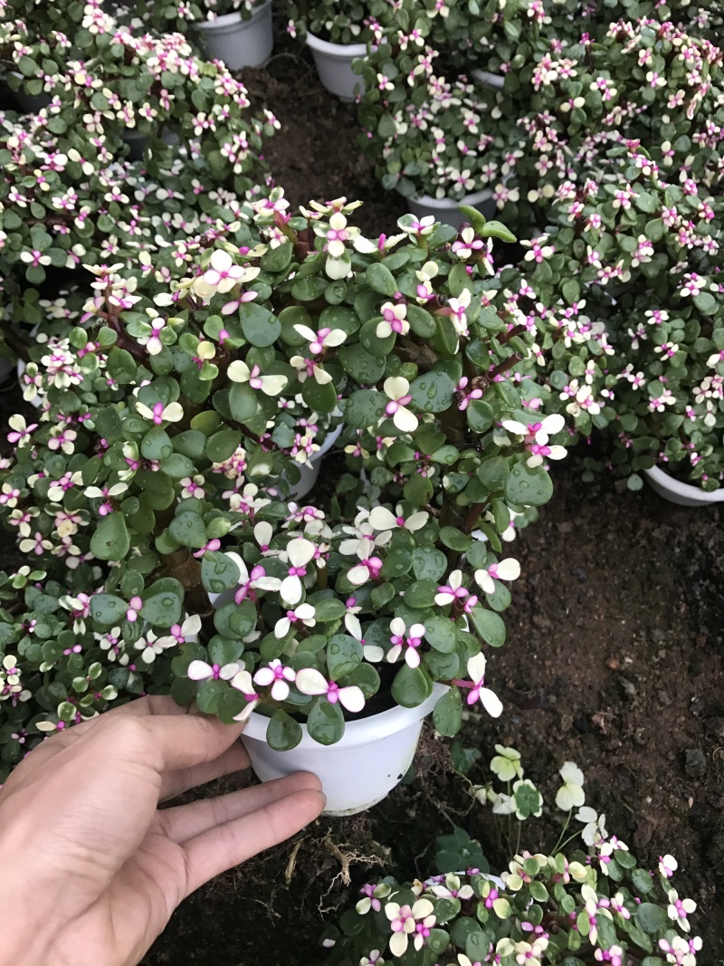 金枝玉叶花篮基地直销