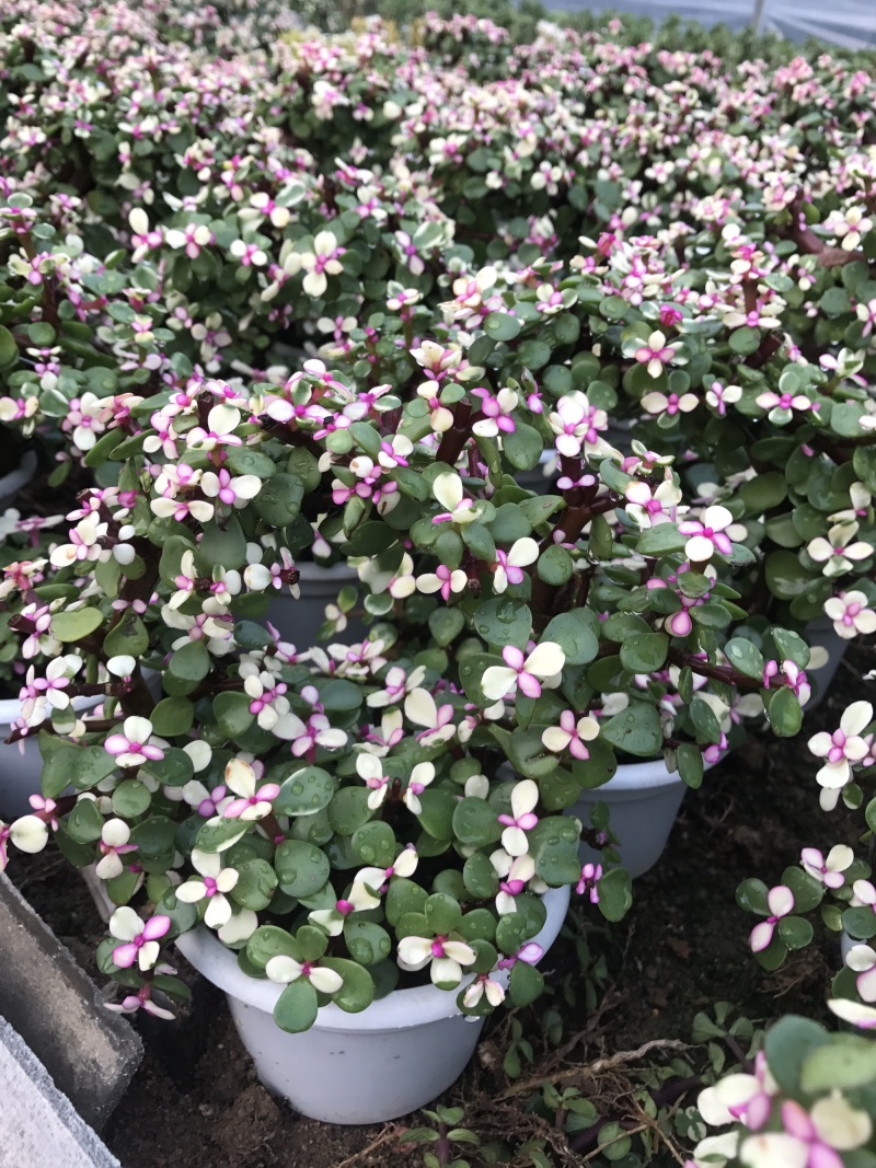 金枝玉叶花篮基地直销
