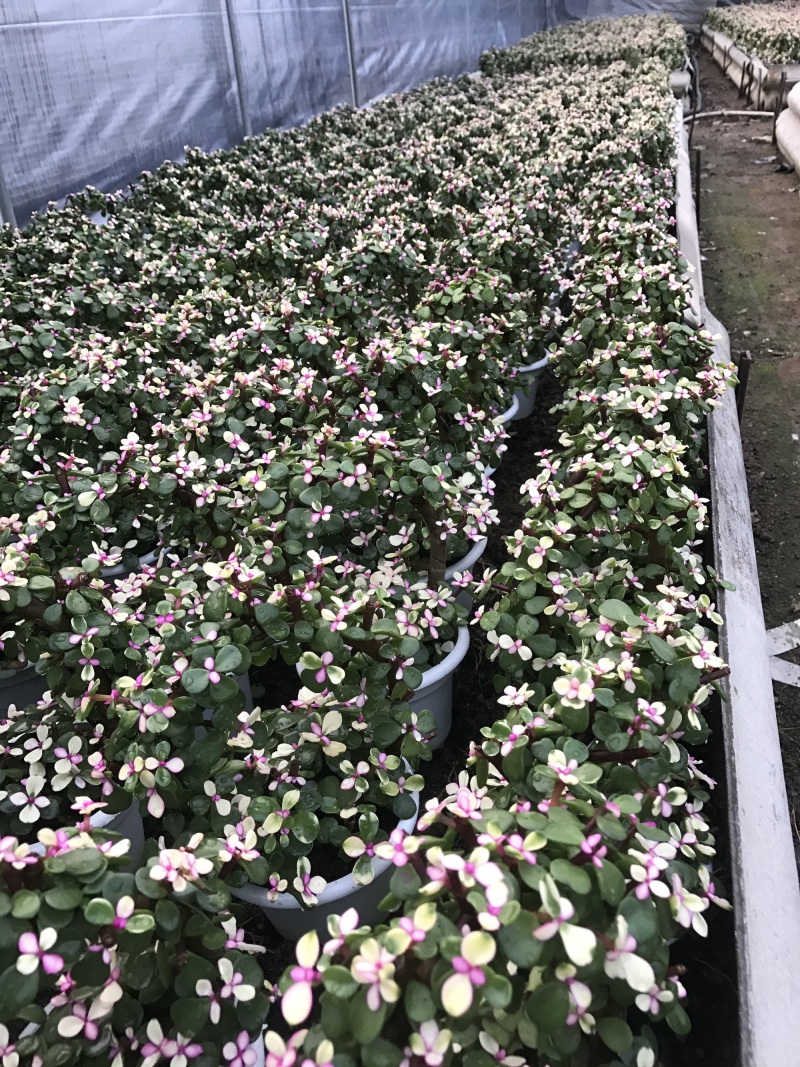 金枝玉叶花篮基地直销