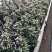金枝玉叶花篮基地直销