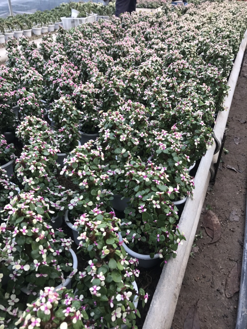 金枝玉叶花篮基地直销