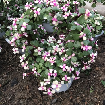 金枝玉叶花篮基地直销